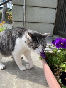 動物病院専売の猫用ちゅーる販売中!