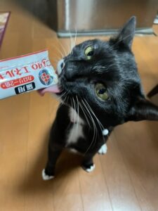 動物病院専売の猫用ちゅーる販売中!